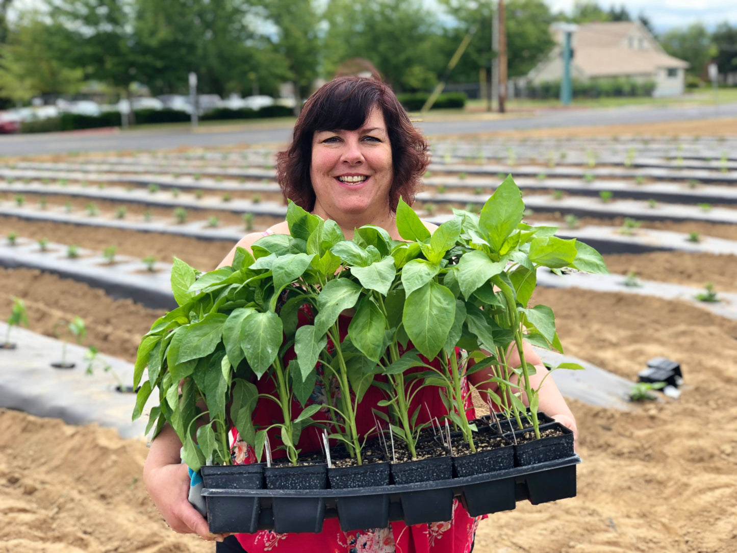 BBQ Trio Mango Madness, Raspberry Habanero, Double Dare