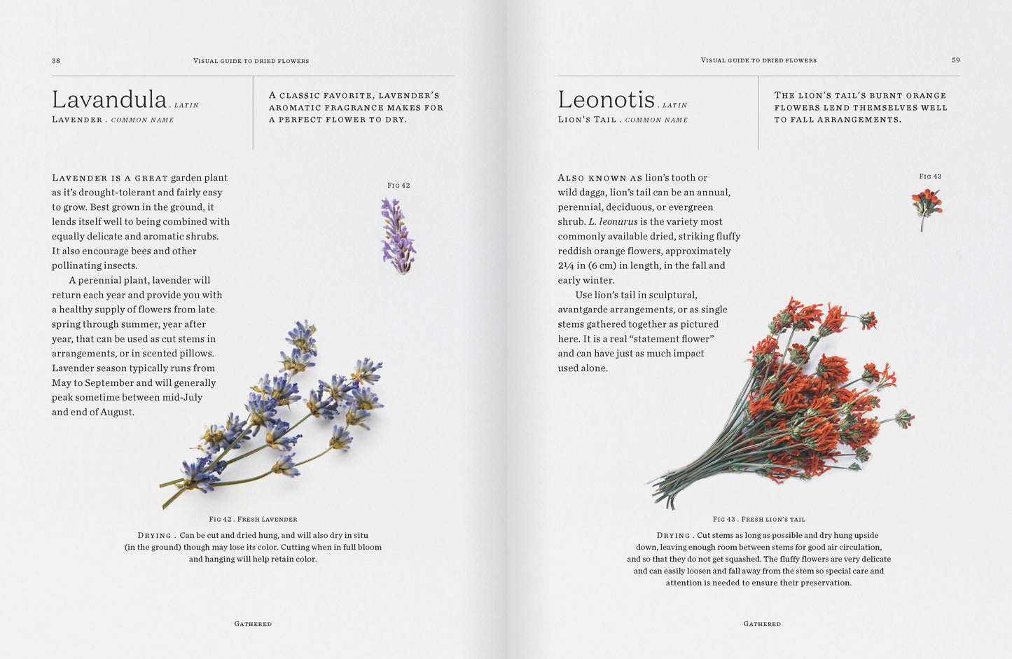Modern Dried Flowers