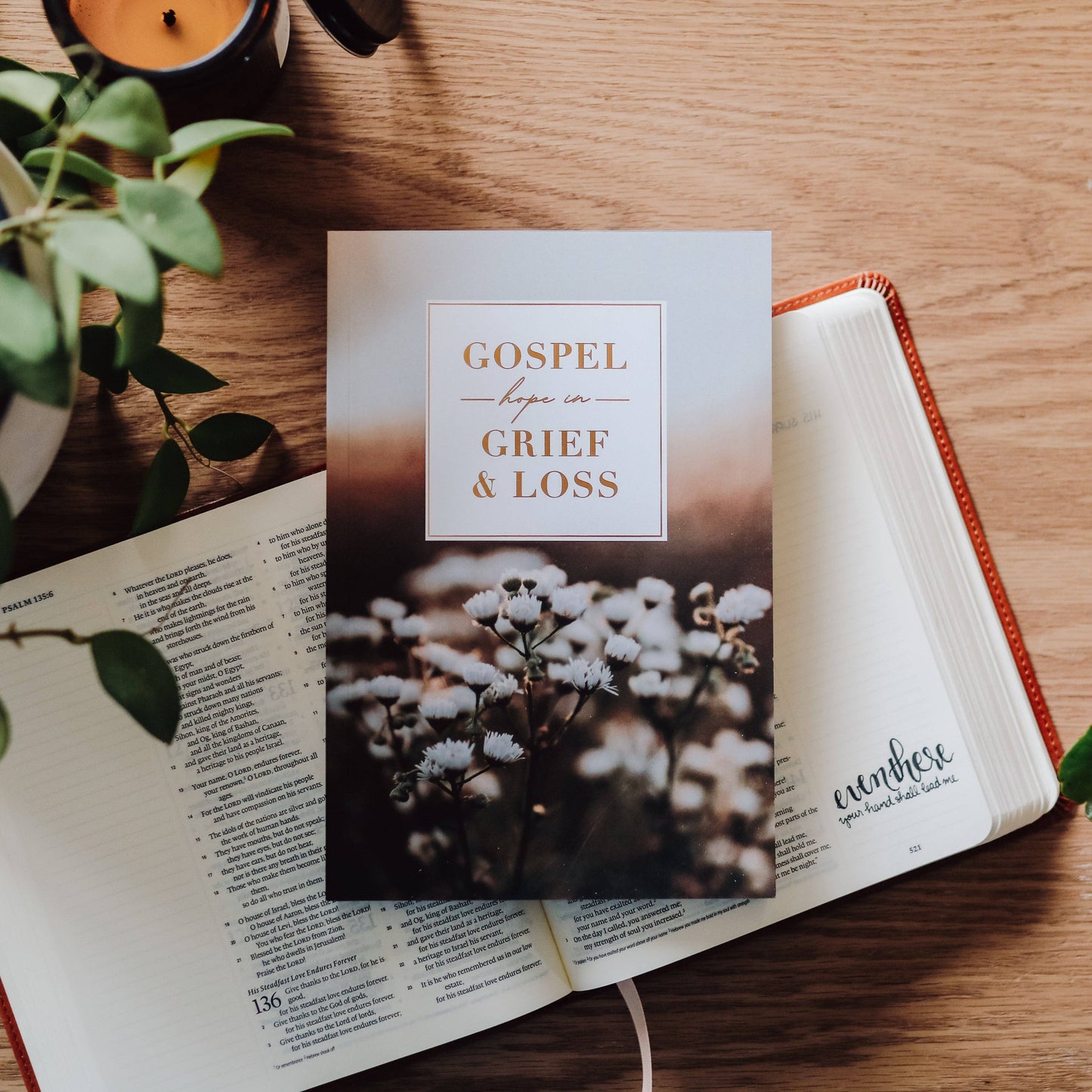 The Daily Grace Co - Gospel Hope in Grief and Loss