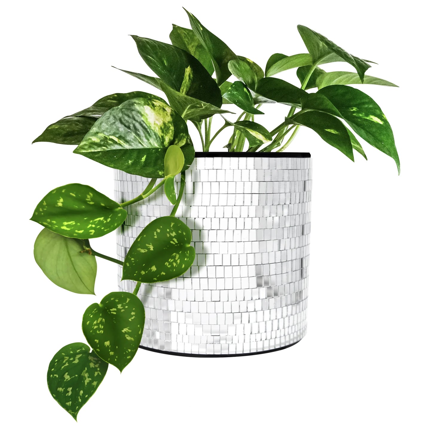 Plant Life Disco Planter 5”