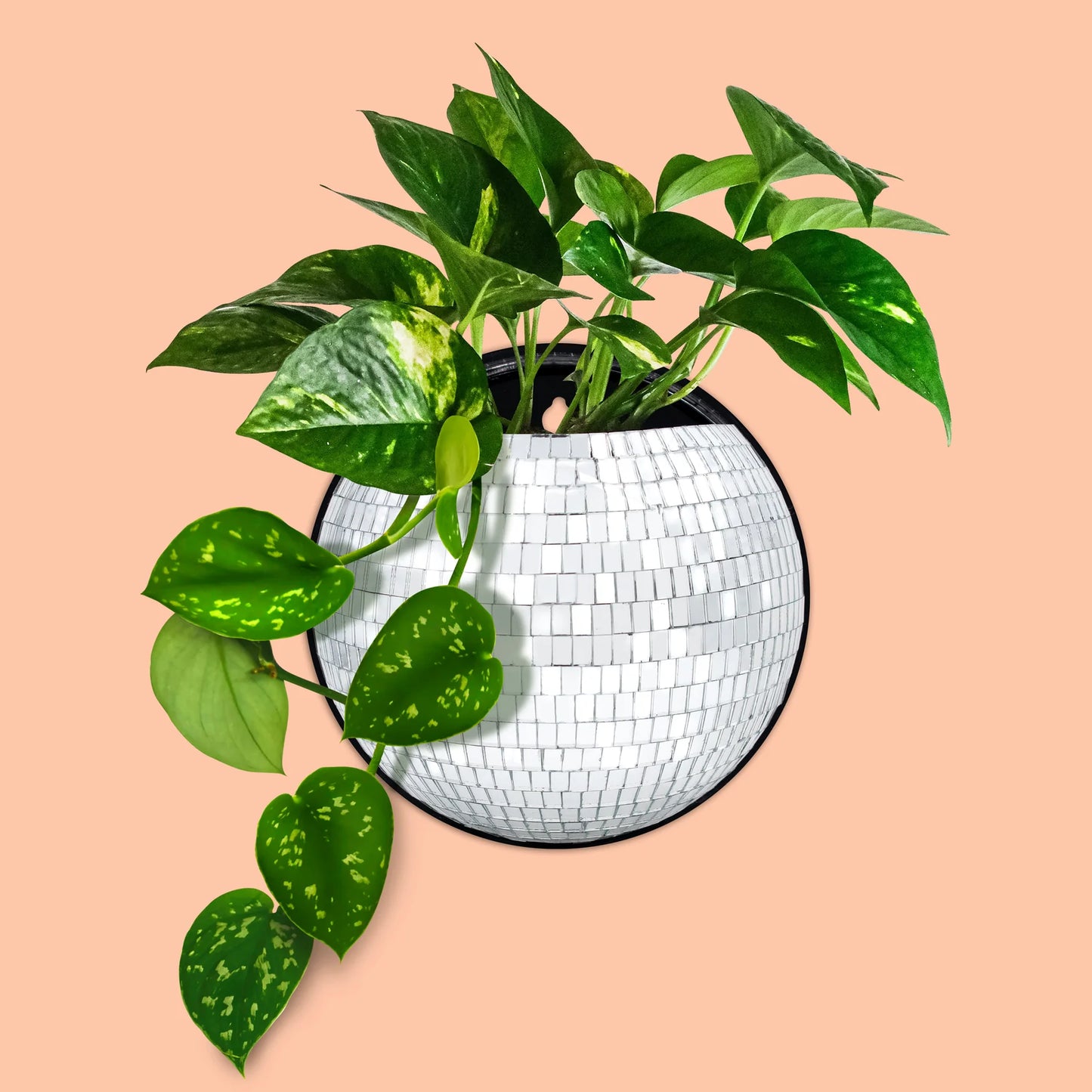 Plant Life Magnetic Disco Planter