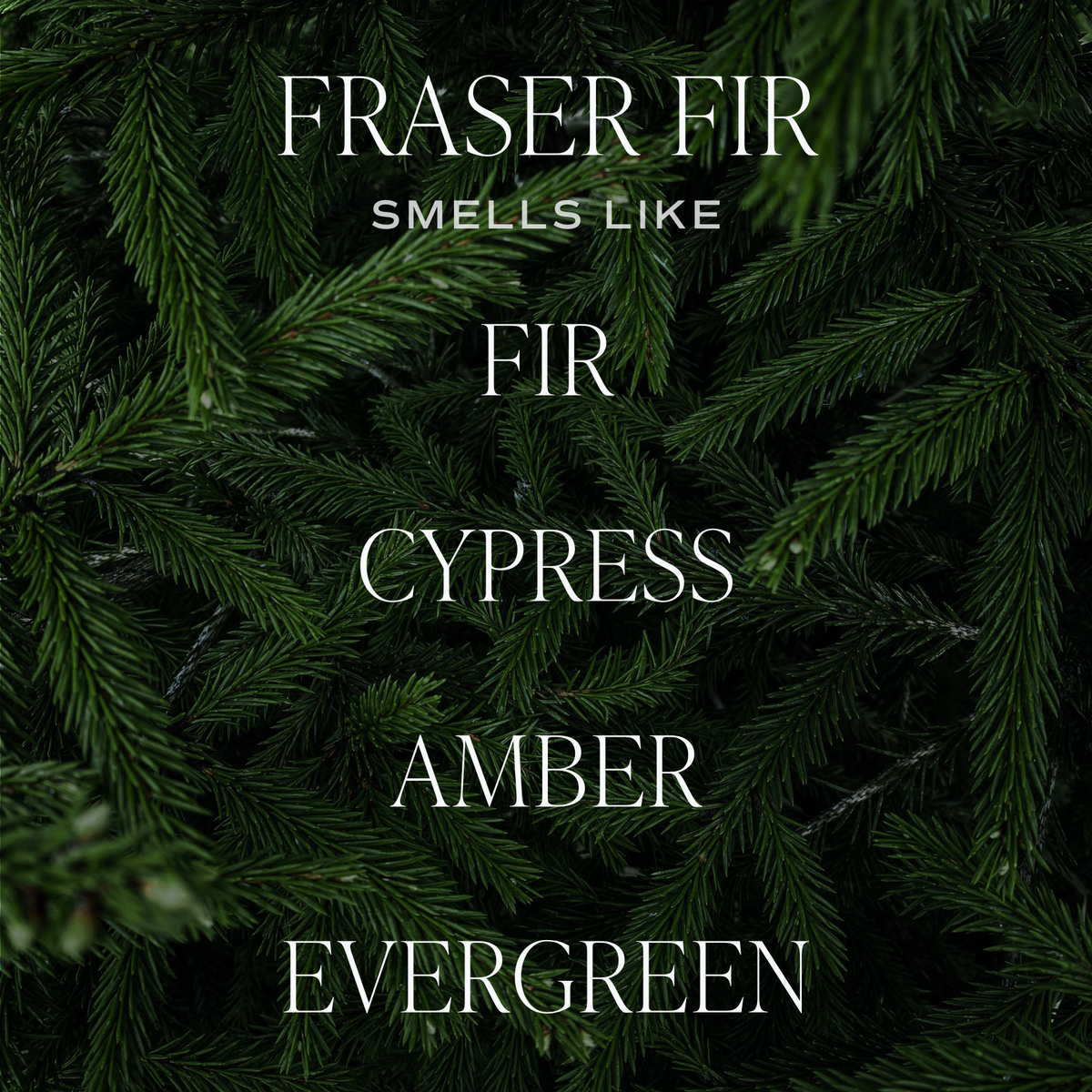 Sweet Water Decor - Fraser Fir Hanging Air Freshener - Christmas Decor