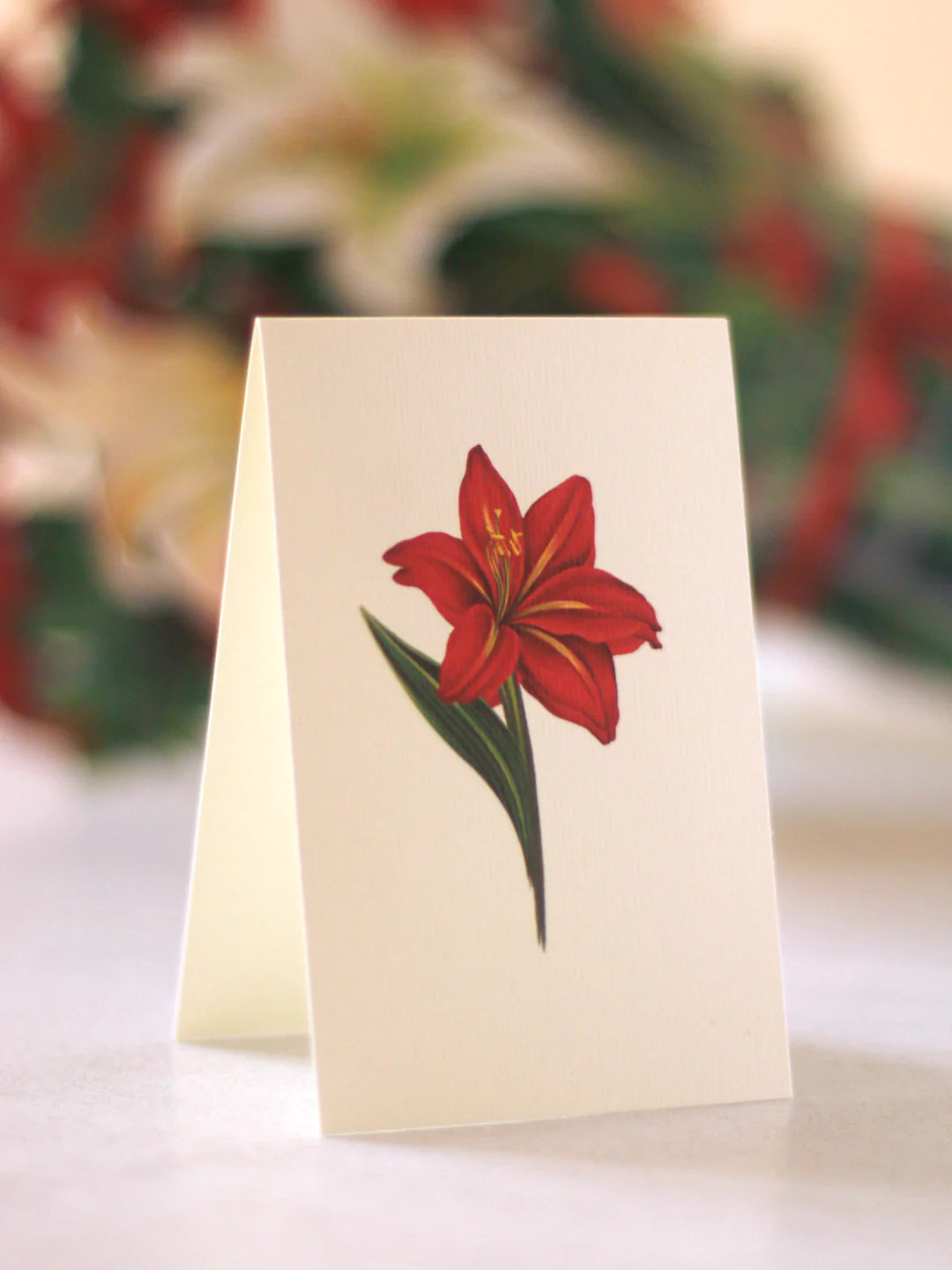 Winter Joy Poinsettia Card Set